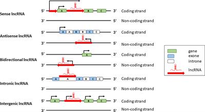 Long non-coding RNAs in bone metastasis: progresses and perspectives as potential diagnostic and prognostic biomarkers